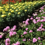summer annuals for mid south
