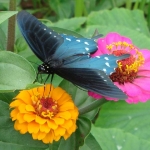 Blue Swallow Tail
