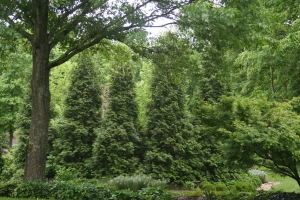 Thuja Green Giant for your Tennessee garden
