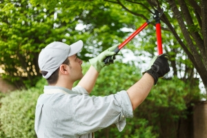 Tree Pruning Techniques Copyright: stocking / 123RF Stock Photo