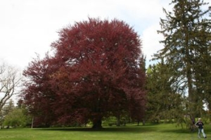 types of trees for nashville, tn