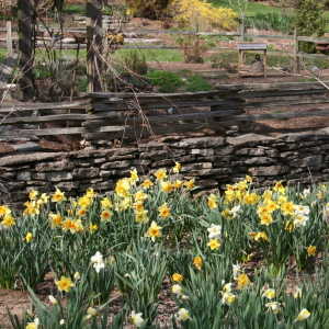 how to divide and transplant daffodils