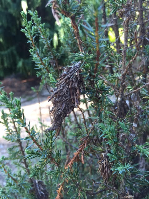 how to identify and treat bagworms in nashville
