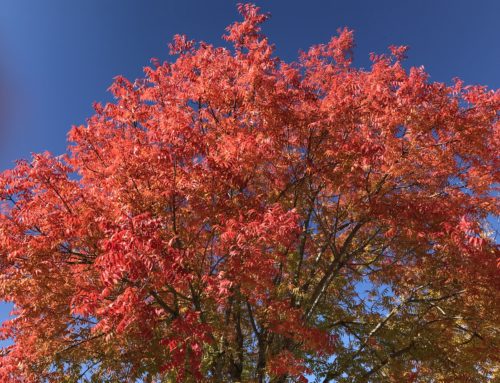November Garden Checklist For Your Nashville Landscape