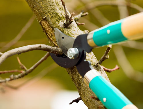 When Should I Prune My Trees and Shrubs? 
