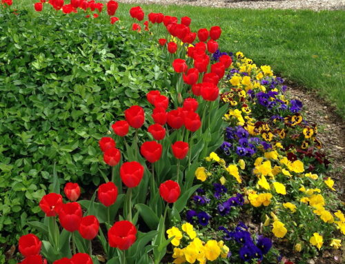 Popular Spring Plants and Flowers for Nashville