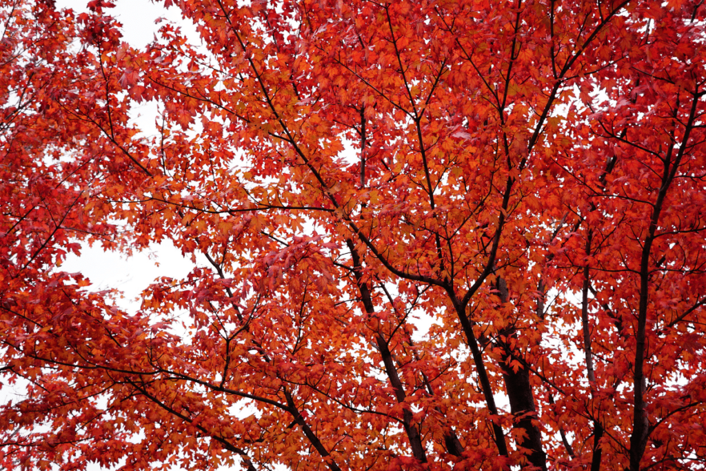Native Nashville Plants - Acer rubrum – Red Maple Tree - Acer Landscape Services