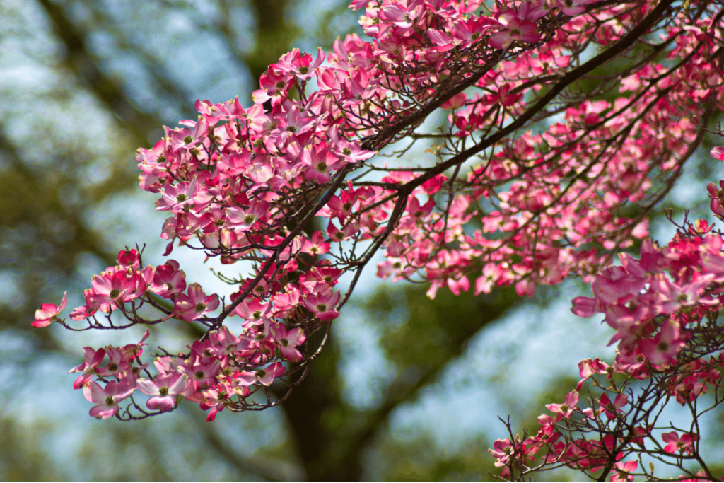 Nashville native plant - Cornus florida ‘Cherokee Brave’ – Pink Dogwood__