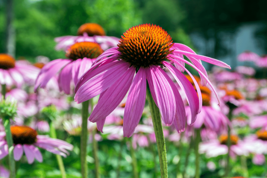 Nashville Native Plant - Echinacea tennesseensis called Tennessee Coneflower - Acer Landscape Services