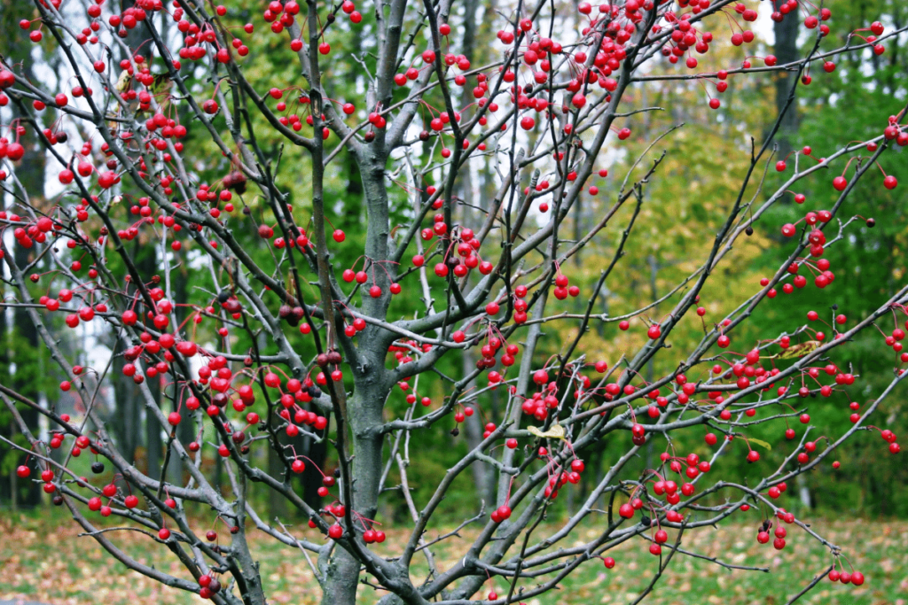 Nashville Native Plant - Ilex verticillata – Winterberry - Acer Landscape Services