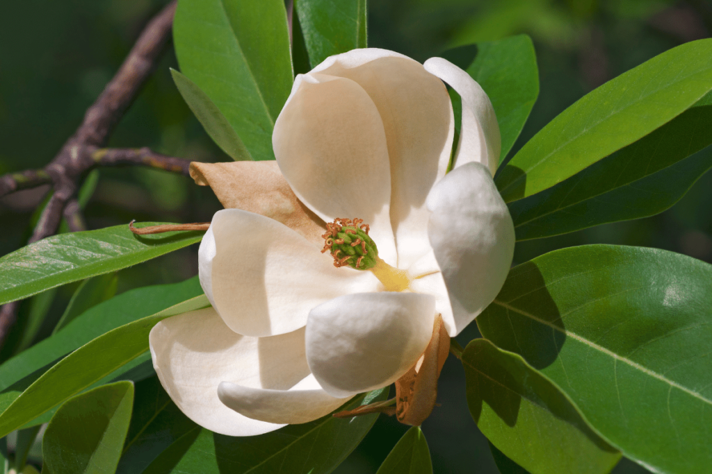 Nashville Native Plant - Magnolia virginiana – Sweetbay Magnolia - Acer Landscape Services