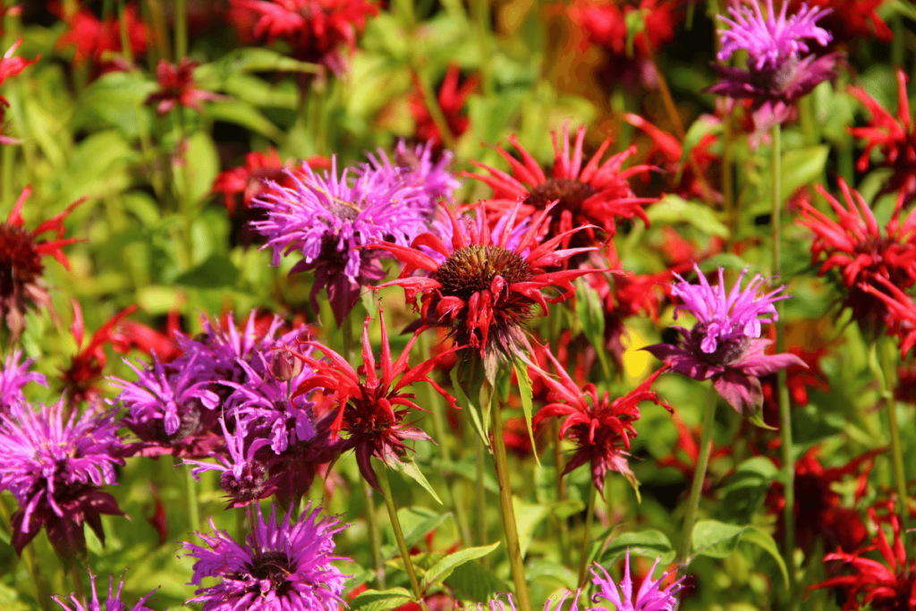 Nashville Native Plant - Monarda didyma also called the Purple Bergamot or Bee Balm