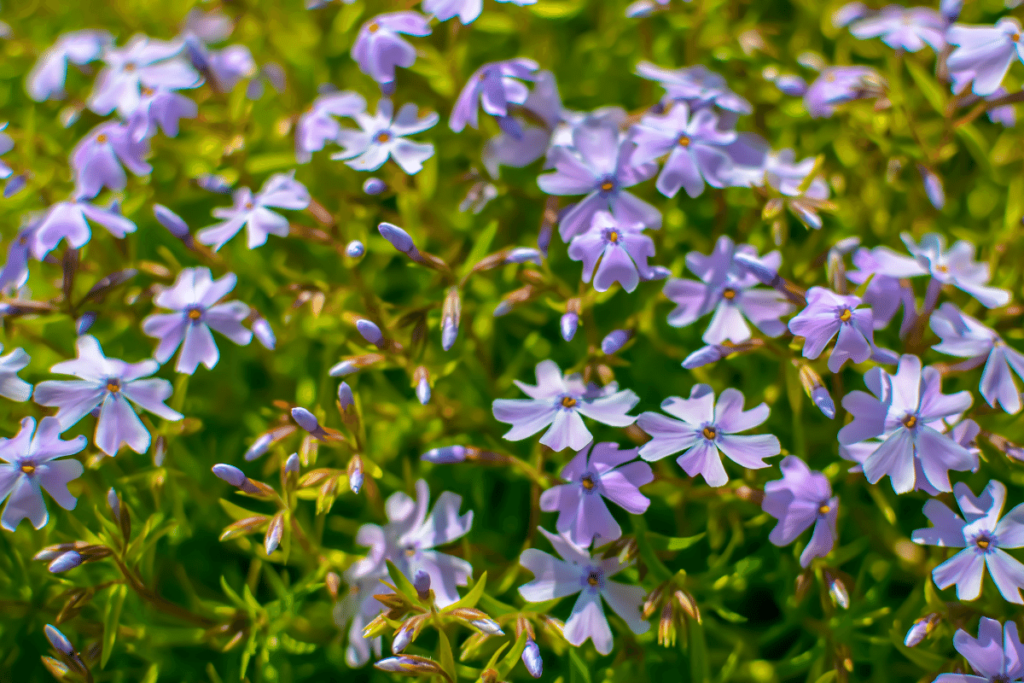 Nashville Native Plant - Phlox divaricata also called Wild Blue Phlox