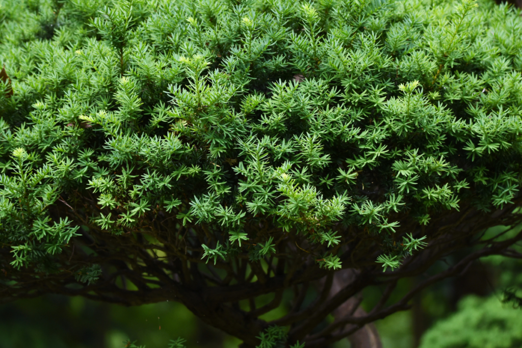 Cephalotaxus harringtonia 'Prostrata' aka Japanese Plum Yew