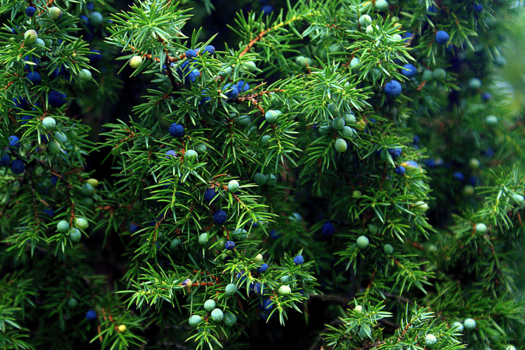 Juniperus virginiana aka Juniper ‘Grey Owl’