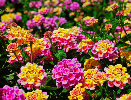 Nashville Landscaping: 10 Tough Flowers that Thrive in Hot Weather