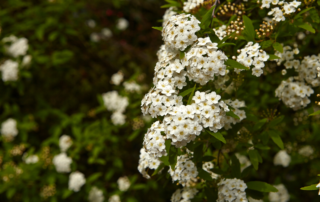 Viburnum × burkwoodii aka Burkwood Viburnum