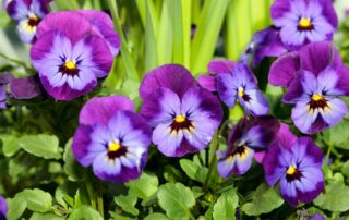 Pansy Viola Annual for Nashville Summer