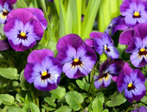 Add a Burst of Color to Your Nashville Property with Summer Annuals
